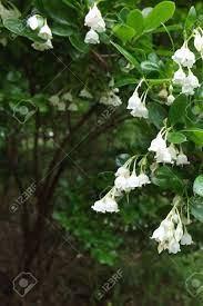 Shop proflowers® today & deliver fresh flowers to bellflower! White Bell Shaped Flowers Stock Photo Picture And Royalty Free Image Image 22073802