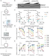 Free fire game server timeout (mm_7) problem | how to fix server timeout (mm_7) problem in free fire. Crispr Cas12a Has Widespread Off Target And Dsdna Nicking Effects Journal Of Biological Chemistry