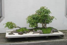 We now know the literal translation of bonsai is tree in pot, but what is the meaning of a bonsai tree? Baaannnzzzzaaaai Vs Bonsai Oishii Desu It S Delicious