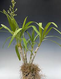 Image result for Xylia africana