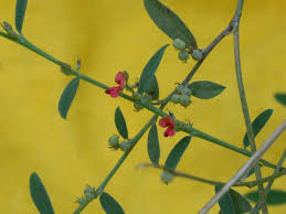 Image result for Indigofera cylindracea