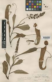 Image result for Syngonanthus longibracteatus