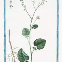 Image result for Crambe hispanica