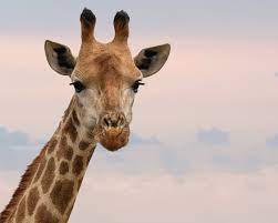 In fact, the longer a camel goes without eating or drinking, the more visibly deflated its hump becomes. A Giraffe Can Go Without Water Longer Than A Camel Can 77facts Com 77facts Com