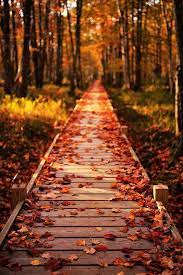 Fall Vibes Fall Wallpaper Fall Background Autumn Scenery