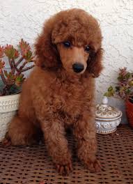 Whether standard, miniature, or toy, and either black, white, or apricot, the poodle stands proudly among dogdom's true aristocrats. Red Mini Poodle Puppy At West Coast Poodles Red Poodle Puppy Parti Poodle Mini Poodle Puppy