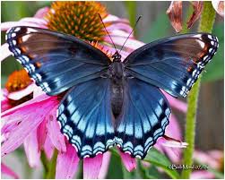 Black And White Striped Butterfly Identification Red Spotted Purple Butterfly Pictures Purple Butterfly Butterfly Identification