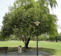 Image result for Mimusops afra