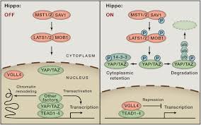 0 zdjęć lub filmów zdjęcia i filmy. Hippo Pathway In Organ Size Control Tissue Homeostasis And Cancer Cell