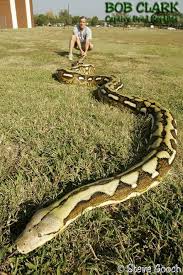 Bob Clark Tiger Retic Reticulated Python River Monsters Reptiles And Amphibians
