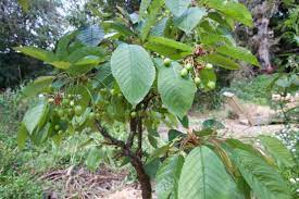 Contribute to giuspen/cherrytree development by creating an account on github. Cherry Tree Thoughts Organic Gardener Magazine Australia