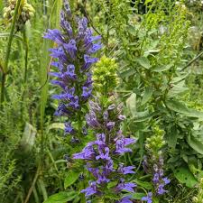 Image result for Lobelia flaccida