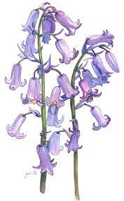 Pin On Bluebells