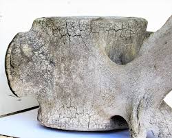 As an additional aesthetic bonus, we left some of the original barnacles. Antique Whale Vertebrae At 1stdibs