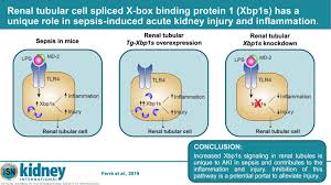 Create precious items of jewelry by linking 3 or more charms. Renal Tubular Cell Spliced X Box Binding Protein 1 Xbp1s Has A Unique Role In Sepsis Induced Acute Kidney Injury And Inflammation Kidney International