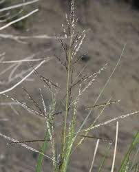 Image result for Sporobolus