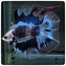 Item Fwbettashm1460601272 Koi Cartoons Full Moon 1740 By 3636bettaberry Ends Wed Apr 13 2016 09 34 32 Pm Cdt Aquarium Fish Betta Pet Fish