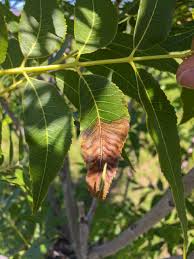 Image result for xylella fastidiosa oleander symptoms