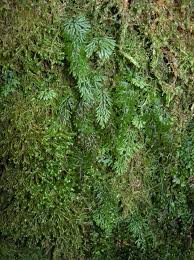 Image result for Hymenophyllum tunbridgense