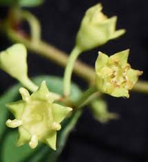 Image result for Rhamnaceae