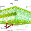 Cross section of a root a cross sectional view of a herbaceous dicot root reveals layers of cells. Https Encrypted Tbn0 Gstatic Com Images Q Tbn And9gcqmhdssu8fc7j Ve5sryqviakzrzzqpzcgqdgfwzruvroxzayhy Usqp Cau
