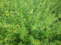 Image result for Heimia salicifolia