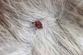 We did not find results for: 10 Things You Need To Know About Lyme Disease In Dogs Cbs News