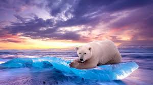 Look at our collection of incredible bear pictures. Polar Bear Wallpaper Kolpaper Awesome Free Hd Wallpapers
