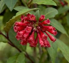 Image result for Cestrum × cultum