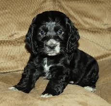 Black And White Cocker Spaniel Poodle Mix Pin On Cocker Spaniels