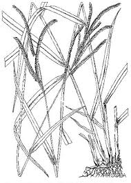 Image result for Urochloa brizantha