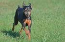 Miniature Pinscher Puppies for Sale - Adoptapet