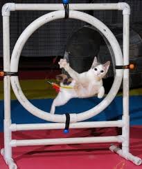 Best Animal Athletes Cats Cat Exercise Adventure Cat