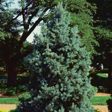 It is native to north america, and is found in usda growing zones 1 through 7. Columnar Colorado Blue Spruce Fastigiata Picea Pungens My Garden Life