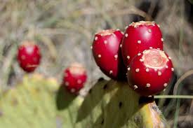 Cactus branch, big bend national park. Prickly Pear Cactus Fruits In Big Bend National Park Texas Celebrate Big