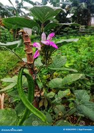 Image result for Canavalia