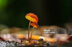 Image result for Marasmius siccus