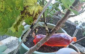 Mula kita cari pasu yang agak besar. Cara Tut Pokok Tin Dan Tips Tanam Dalam Pasu