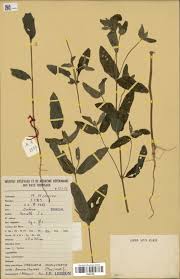 Image result for Pandiaka