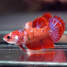 Pin On The Simese Fighting Fish Bettas