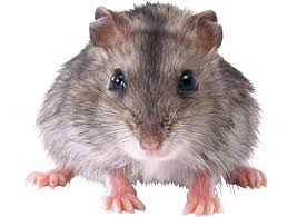 Download Hd Mouse Animal Png Rat Png Transparent Transparent Png Image Nicepng Com In the large rats png gallery, all of the files can be used for commercial purpose. download hd mouse animal png rat png