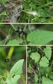 Image result for Ceropegia meyeri