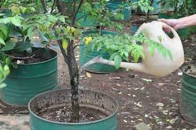 Cara menanam belimbing di pot. Cara Mudah Menanam Belimbing Manis Dalam Pot Artikel Pertanian Terbaru Berita Pertanian Terbaru