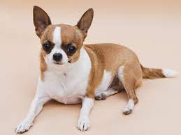 Vision A Largo Plazo Del Perro Chihuahua Free Photo Freepik Freephoto Fondo Perro Animal Rosa Perros Chihuahua Perros Razas De Perros