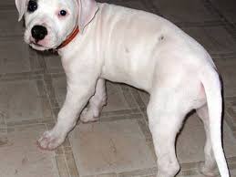 Check spelling or type a new query. The Dogo Argentino Dog Breed Tough But Misunderstood Pethelpful