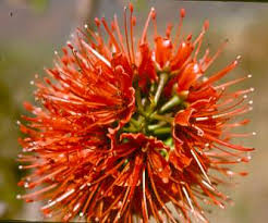 Image result for Greyia