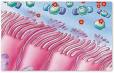 ACC 2- Beipackzettel Informationen Apotheken Umschau