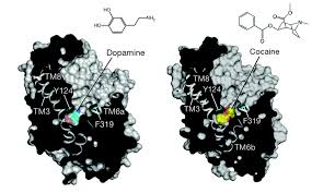 Image result for Dopamine