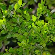Image result for Afrocanthium ngonii