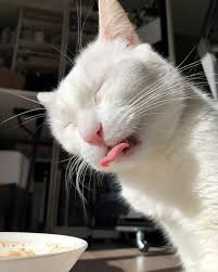 I guess it looks like what we would do if we had a bad taste in our mouths. Mealtime With Sophie Tongueouttuesday Three Chatty Cats Cats I Love Cats Animals Beautiful